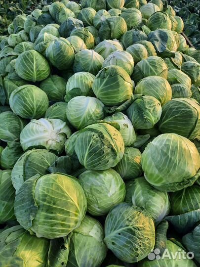 Капуста белокочанная