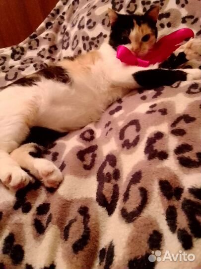 Отдам кошку (лоток и миски включены)