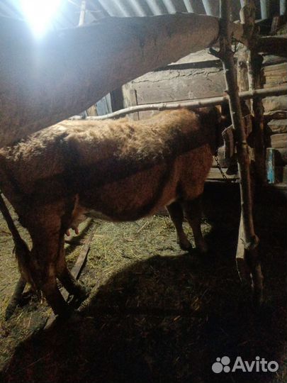 Продается Корова