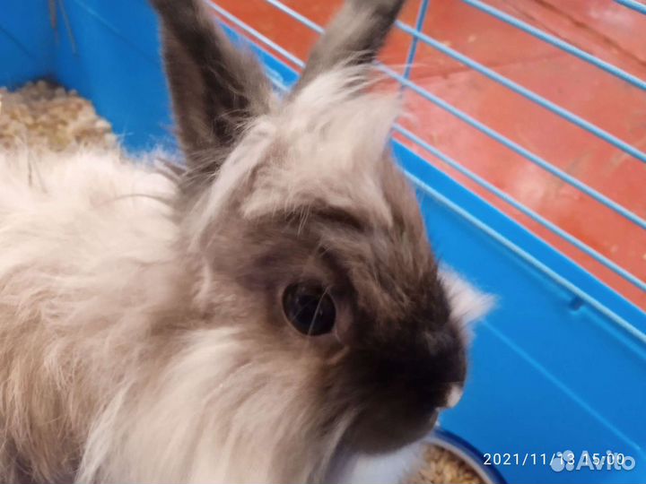 Декоративные кролики