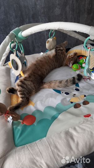 Развивающий коврик tiny love полярная сказка