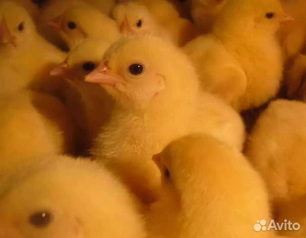 Цыплята Бройлеры