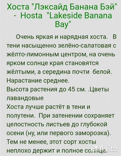 Хоста Лейксайд Банана Бей