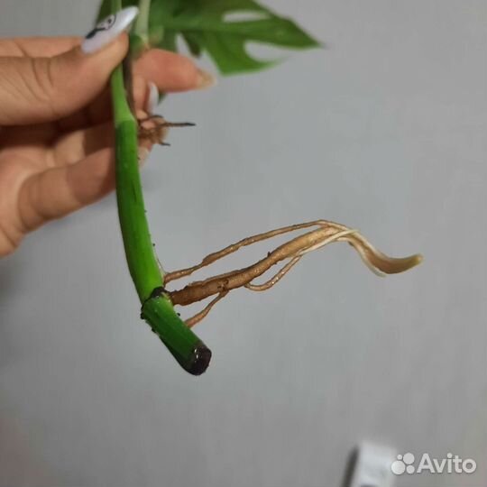 Эпипремнум pinnatum Cebu Blue