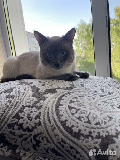 Кот тайский
