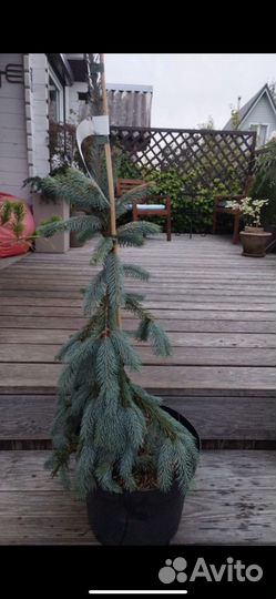 Хвойные из питомников Голландии/Польши