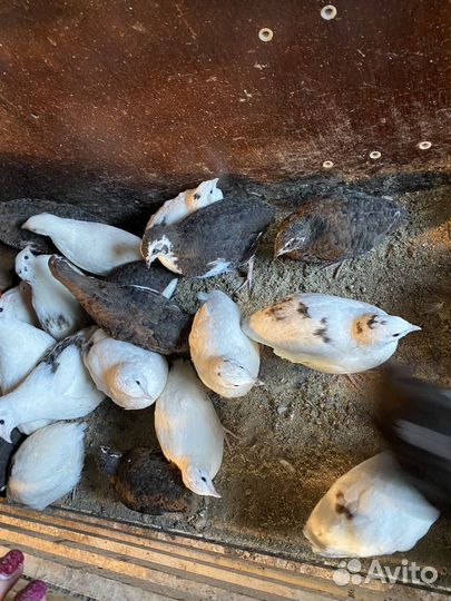 Перепела несушки