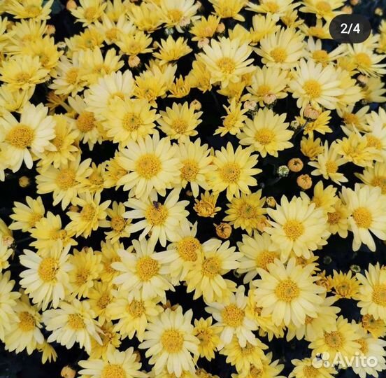 Хризантема для сада набор 3 сорта