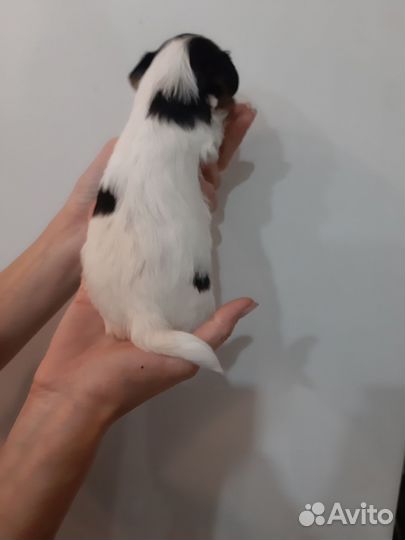 Щенок бивера