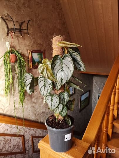 Филодендрон брандтианум