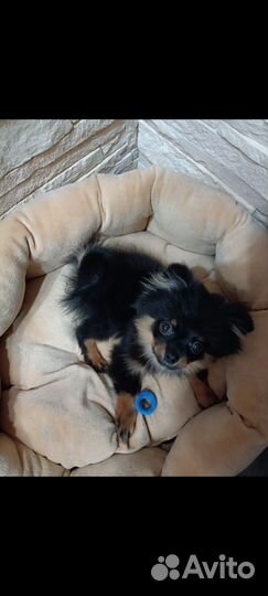 Померанский шпиц