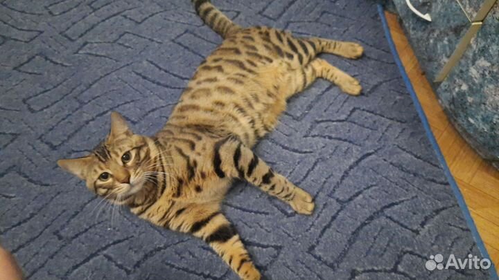 Бенгальский кот бесплатно