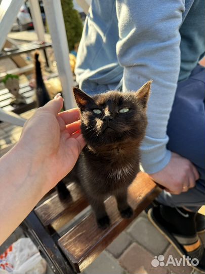 Девочка котёнок