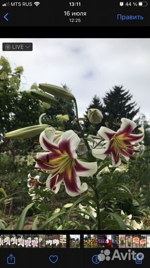 Лилия ‘Beverly Dream’