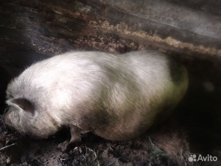 Свиноматка