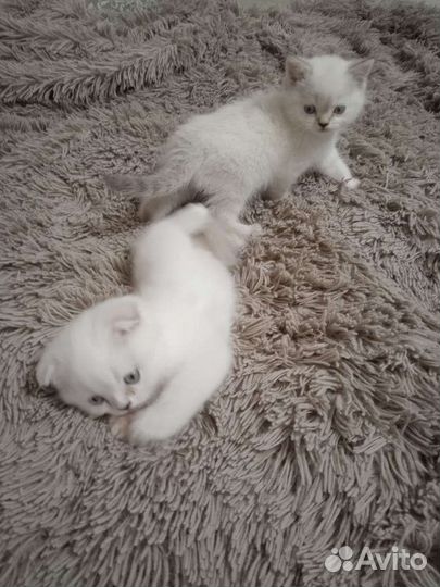 Шотландские котята