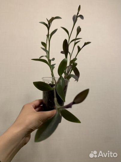 Традесканция фиолетовая