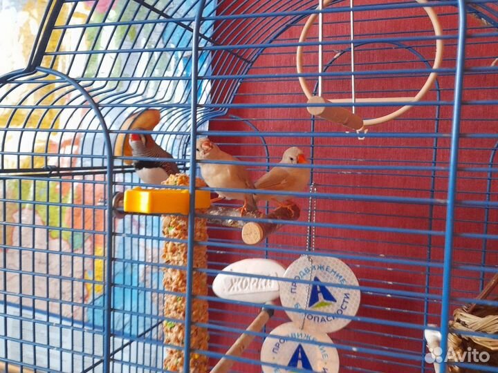 Молодая самка Амадина