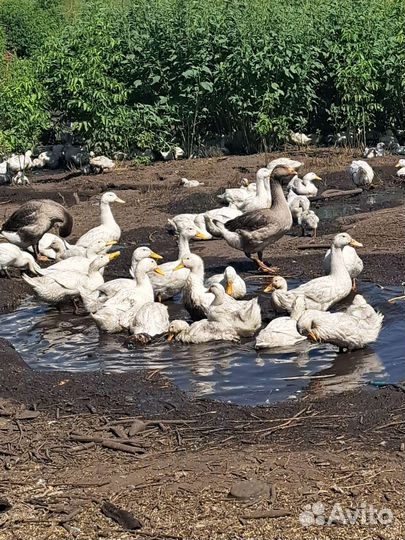 Куры утки