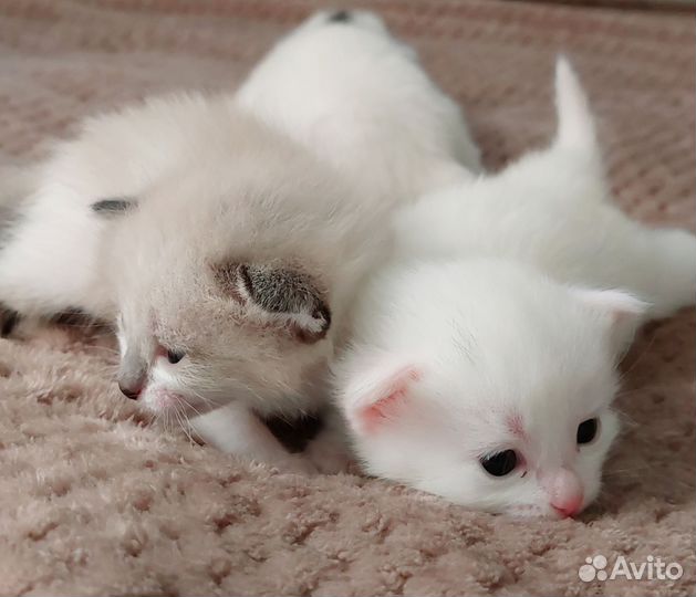 Котята