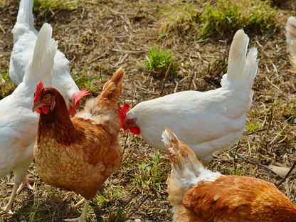 Цыплята суточные с хозяйства, Щёлково