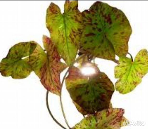 Нимфея Микранта Аквариумные растения