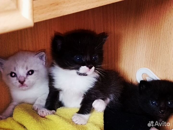 Котята