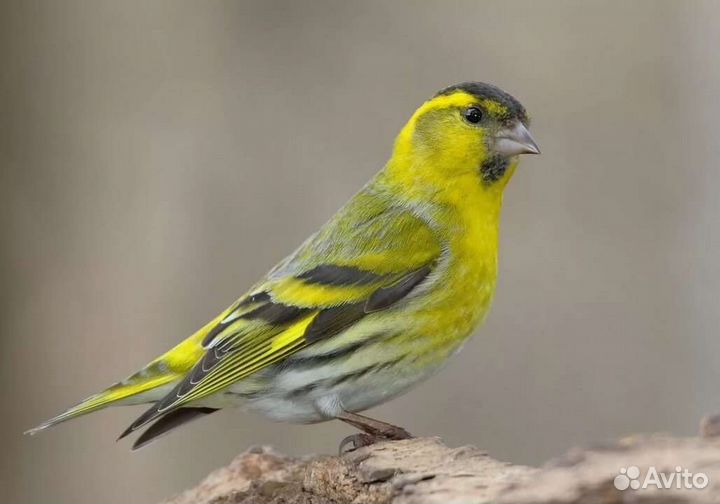 Певчие птички