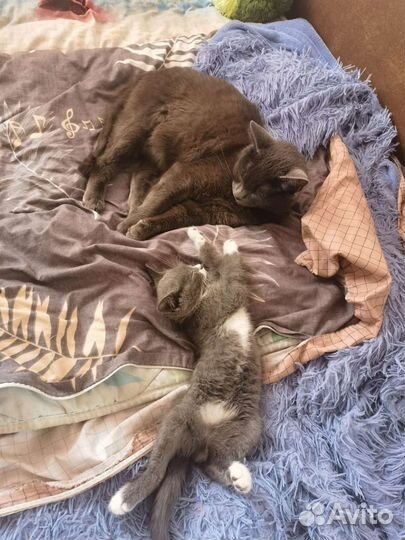 Котёнок