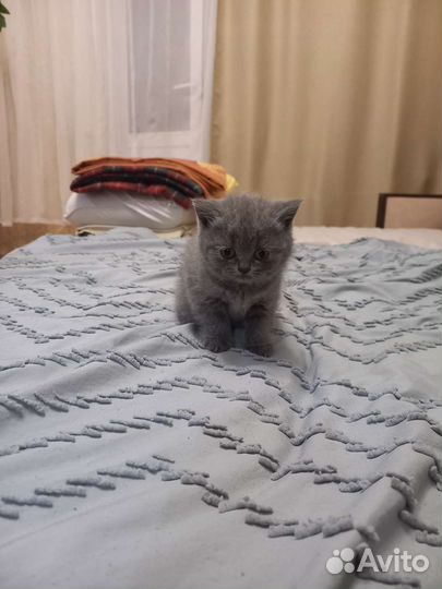 Британская кошка