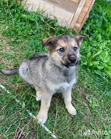 Отдам в добрые руки