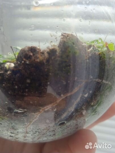 Фикус в вазе