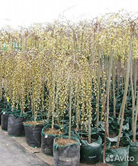 Ива Козья Пендула