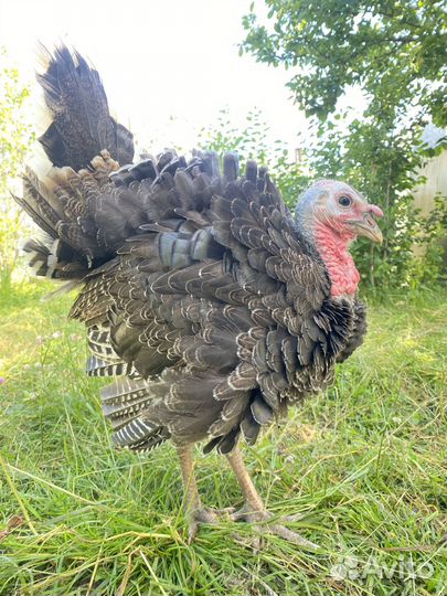 Инкубационное яйцо северокавказкий индюк