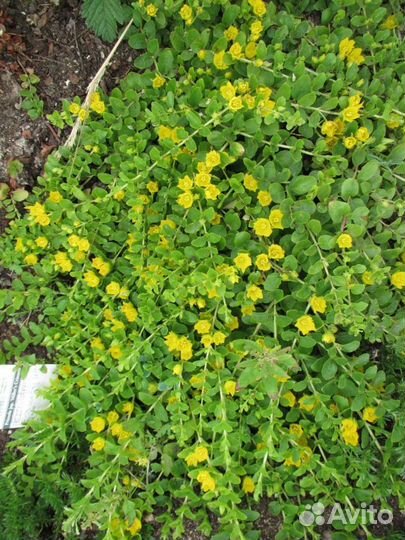 Вербейник монетчатый лизимахия зелёный