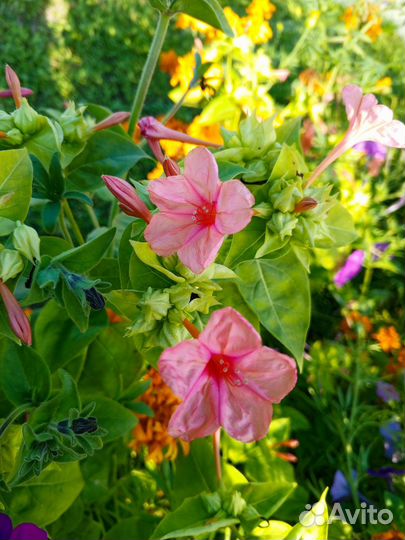 Ночная красавица (Мирабилис)