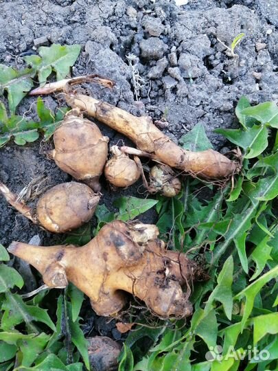 Клубни топинамбура