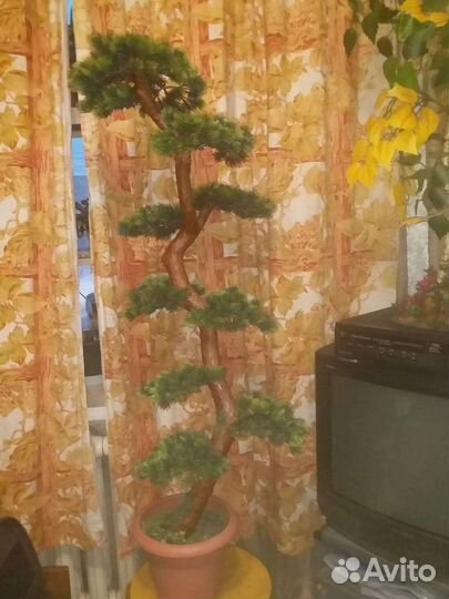 Бонсай сосна новое большое
