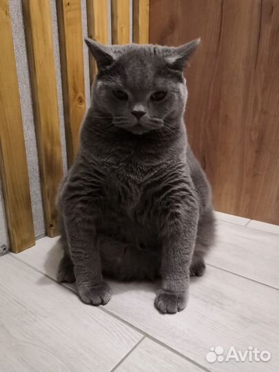 Отдам британца