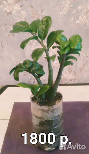 Замиокулькас зензи