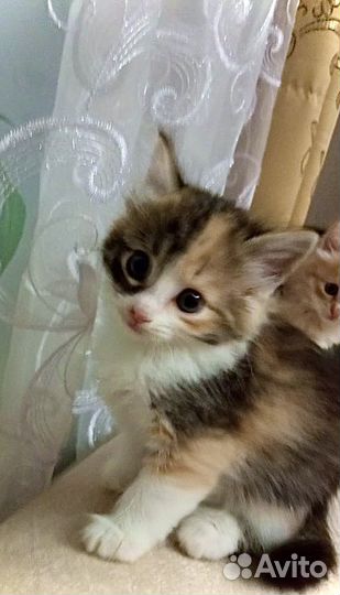 Кошка в дар бесплатно