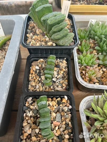 Хавортия (Haworthia) - 2