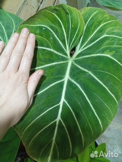 Филодендрон