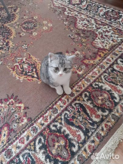 Отдам котенка в добрые руки