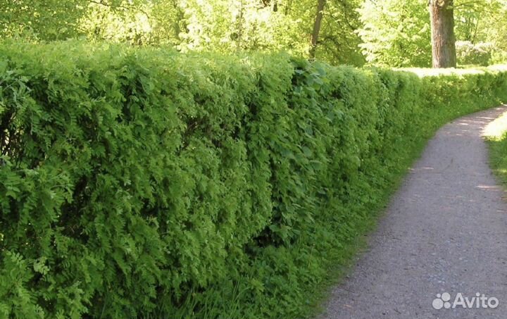 Акация Желтая саженцы из Питомника