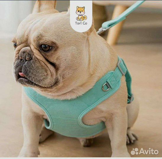 Поводок и шлейка для средних собак