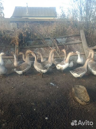 Черноголовый дорпер, гуси холмогоры