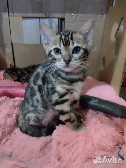 Бенгальская кошка