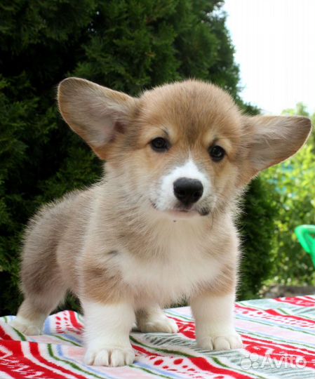 Щенки корги