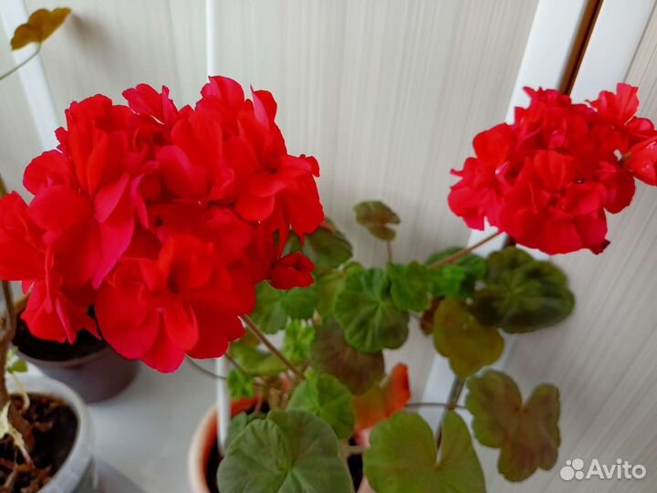 Пеларгония махровая
